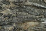Plate Of Belemnite Fossils - England #131983-1